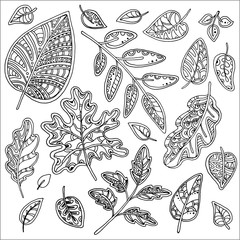 Vector set of leaves