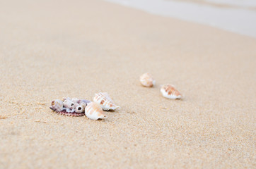 Fototapeta na wymiar Tropical shell on a paradise beach