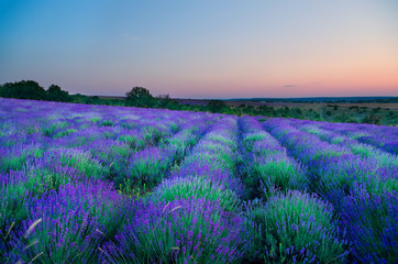 Meadow of lavender at sunrise