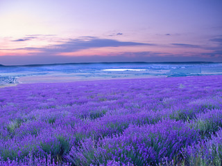 Fototapeta na wymiar Meadow of lavender at sunset