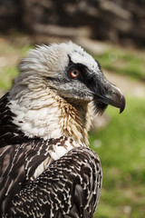 eagle vulture