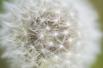 Close up of Dandelion seed head