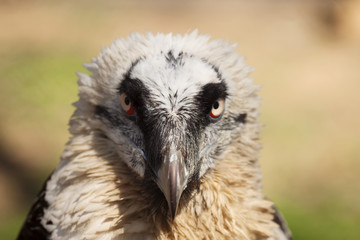 eagle vulture
