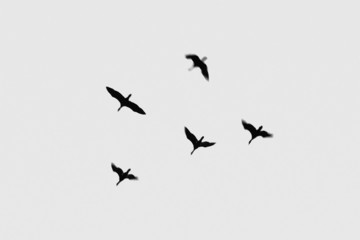 flight