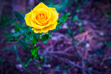 Naklejka premium rosa