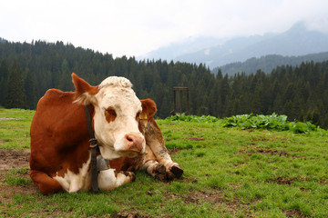 Fototapeta na wymiar Cow relaxing