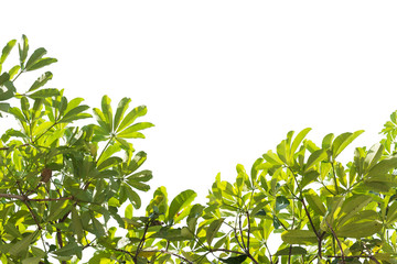 Leaves isolated on white background