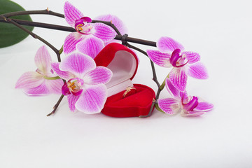 orchid flower, Phalaenopsis, wedding, ring, wedding ring