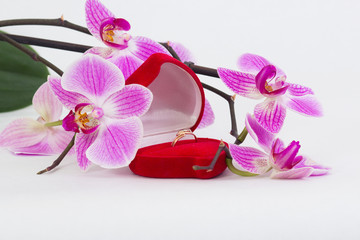 orchid flower, Phalaenopsis, wedding, ring, wedding ring