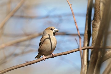 Grosbeak (Coccothraustes coccothrautes) on a twig