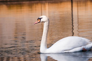 Cygne blanc