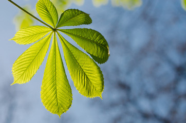Fototapeta na wymiar chestnut leaf against the sky