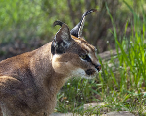 Caracal
