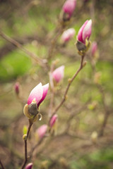 pink magnolia
