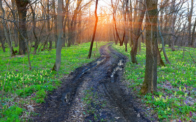 dirt road in spring forest