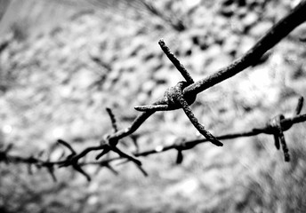 Behind the barbed wire