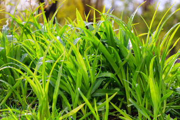 Fresh dew on the green grass closeup