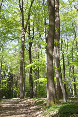 Obraz premium forêt chemin