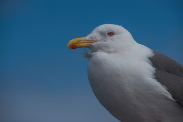 seagull
