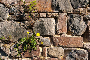 Natursteinmauer mit Löwenzahn