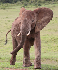 African Elephant Male