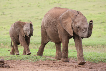 Obraz premium Young African Elephant Friends