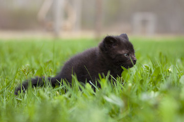 black little kitten in the grass