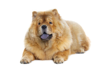 Fototapeta premium chow-chow dog