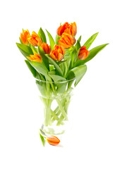 orange tulips isolated on white background