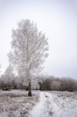 Winter landscape