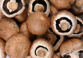 Champignons