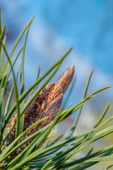 bud on pine branch