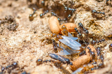 Redhead queen ant with wings leaves spring anthill.