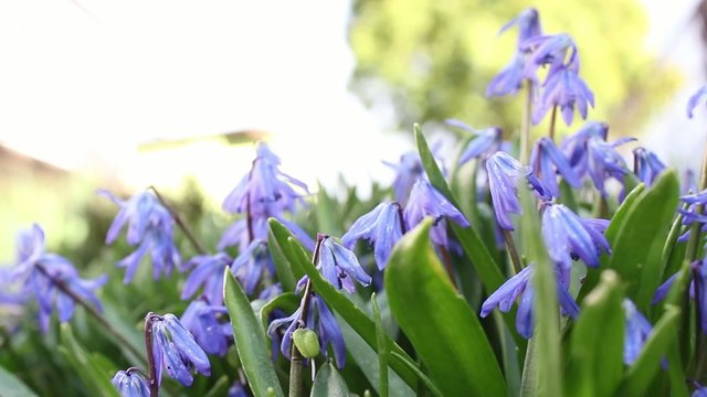Blue bells, spring flowers in the garden, footage