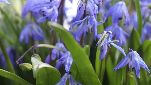 Blue bells Spring flowers, close up
