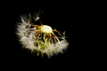 Dandelion 2