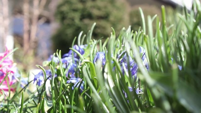 Fresh Spring blue flowers close up, footage