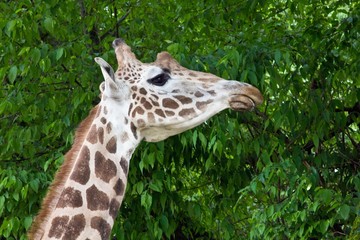 giraffe