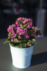 Kalanchoe blossfeldiana is a herbaceous and commonly cultivated