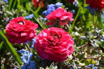 Ranunkel und Blaustern