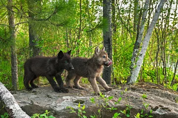 Crédence de cuisine en verre imprimé Loup Two Wolf Pups (Canis lupus) Stand on Rock