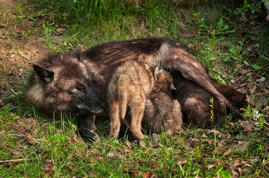 Black Wolf (Canis lupus) Feeds Her Pups
