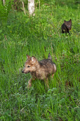 Grey Wolf (Canis lupus) Pup Runs Through Wet Grass