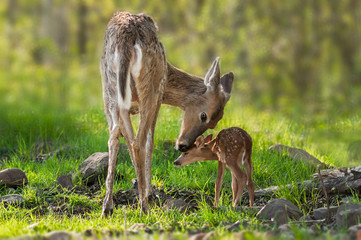 Fototapeta premium White-Tailed Deer (Odocoileus virginianus) Mother and Fawn