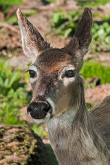 White-Tailed Deer (Odocoileus virginianus) Head