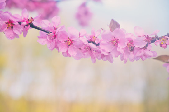 Pink cherry blossom background with pastel color