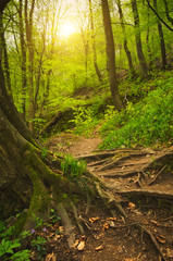 Roots and footpath on the forest