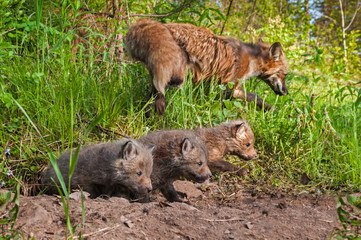 Red Fox Kits (Vulpes vulpes) Crawl out of Den