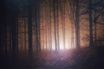 Spooky red colored vintage forest