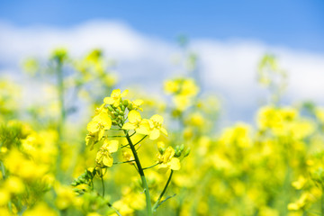 Obraz premium Yellow flower rapeseed field